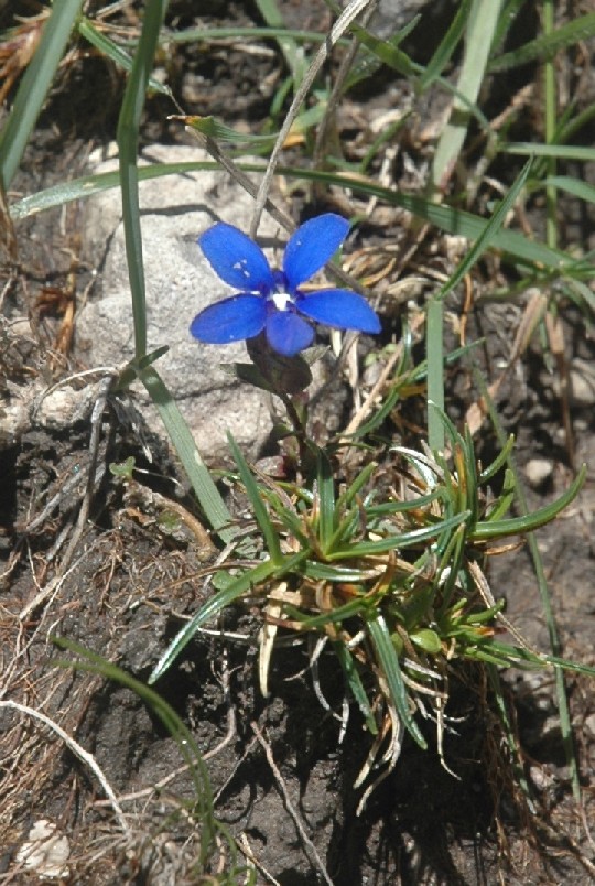 Gentiana utriculosa