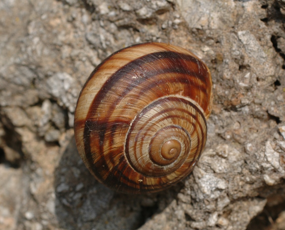 Helix lucorum 