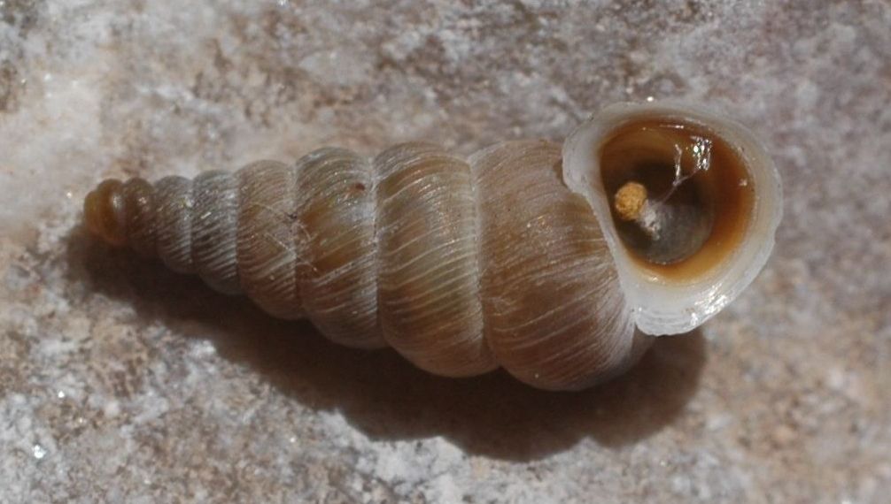 Cochlostoma henricae henricae, di nuovo