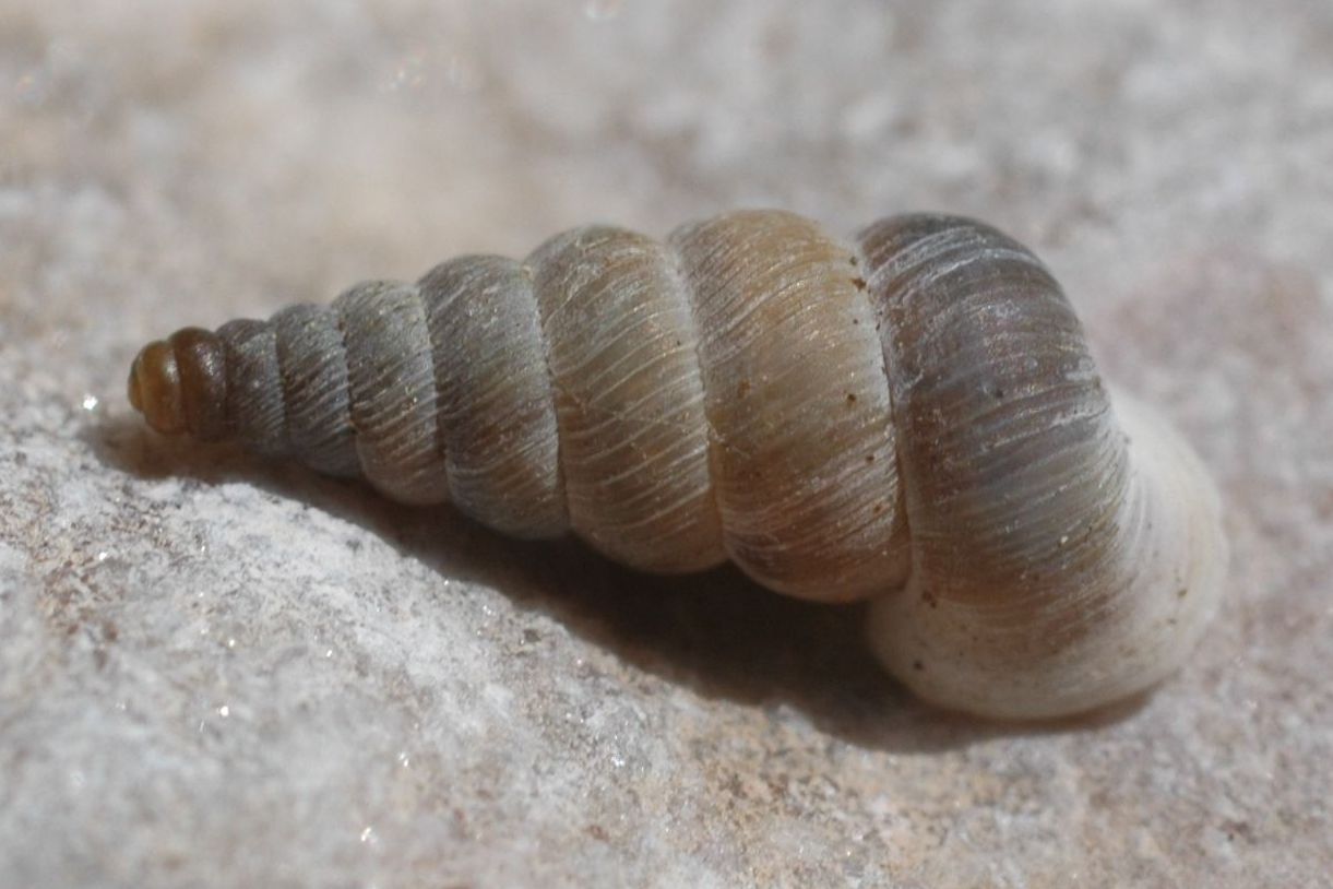 Cochlostoma henricae henricae, di nuovo