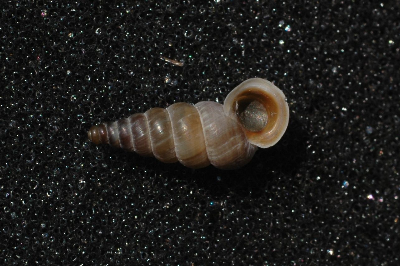 Cochlostoma henricae henricae, di nuovo