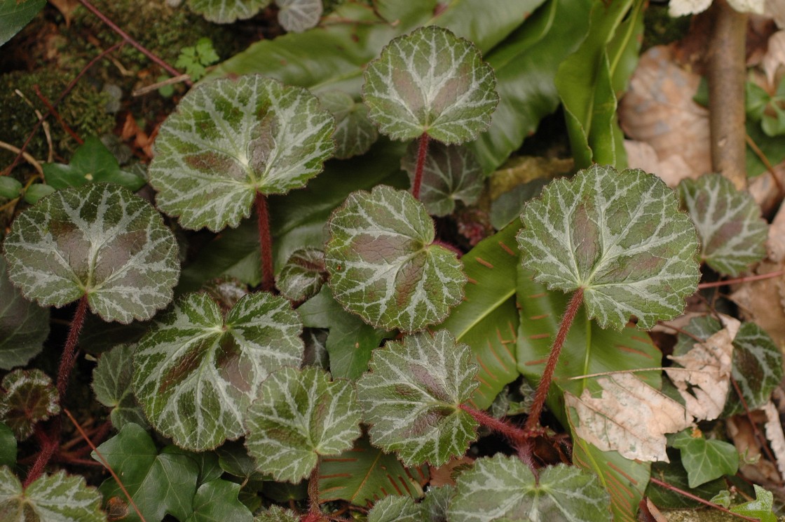 Saxifraga stolonifera
