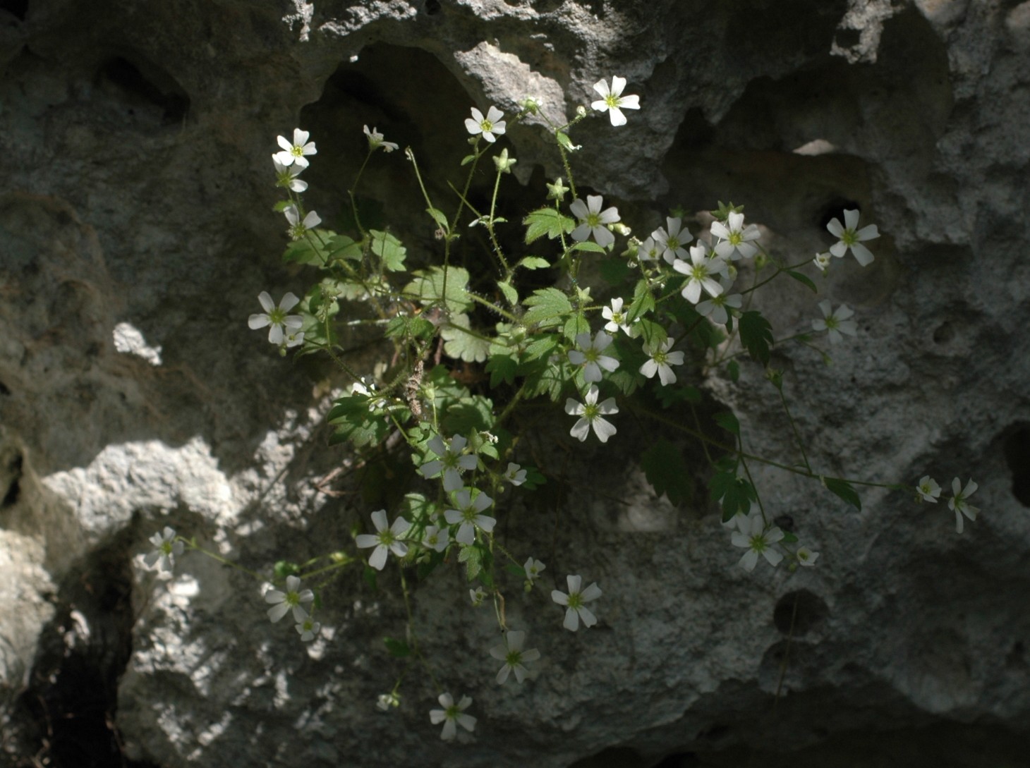 1 maggio a Lumignano (VI)