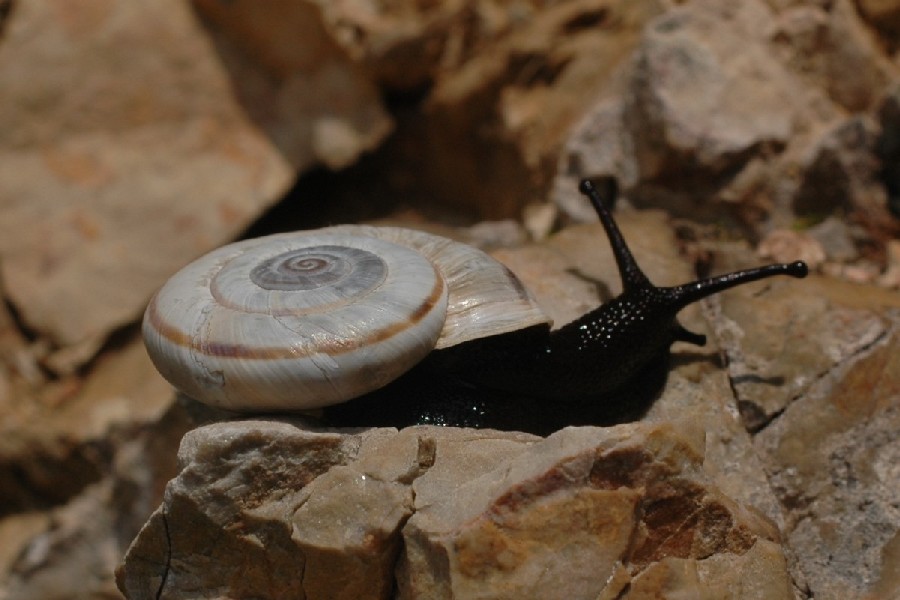 Chilostoma cingulatum nicolisianum