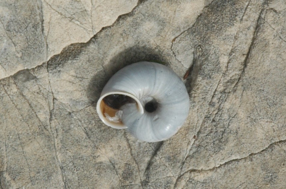 Chilostoma cingulatum insubricum (?)