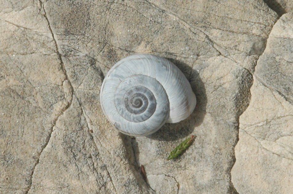 Chilostoma cingulatum insubricum (?)