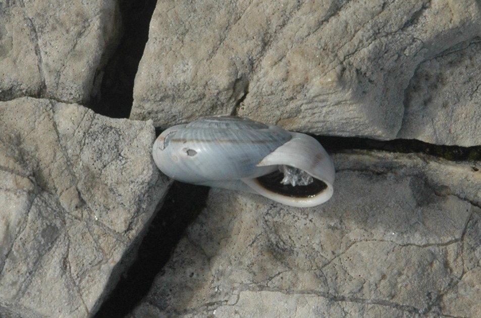 Chilostoma cingulatum insubricum (?)