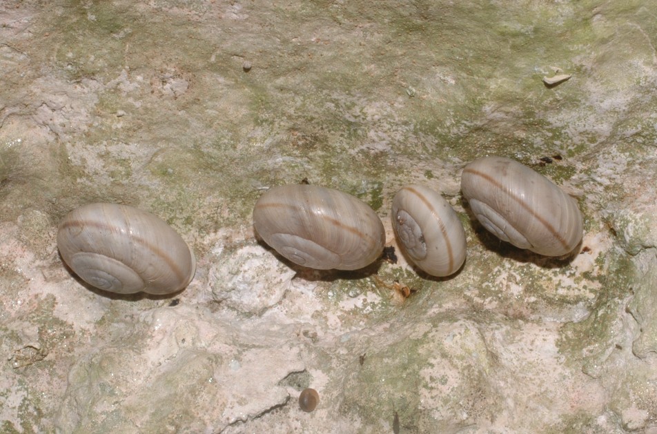 Chilostoma cingulatum dai M.Berici