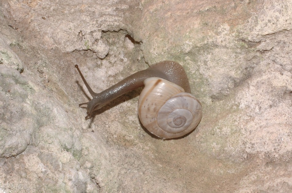 Chilostoma cingulatum dai M.Berici