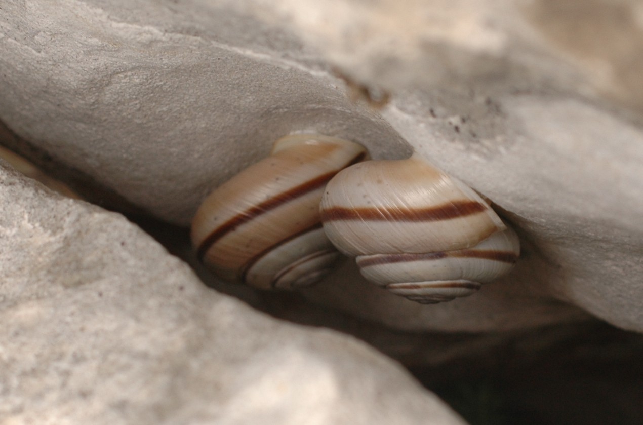 Alla ricerca di Chilostoma cingulatum frigidosum