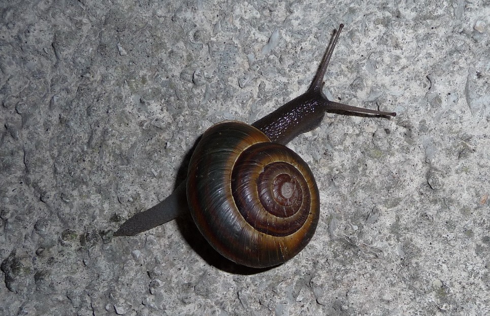 Chilostoma (Dinarica) pouzolzi pouzolzi - Dubrovnik