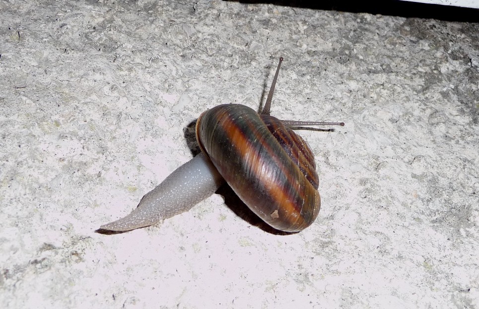 Chilostoma (Dinarica) pouzolzi pouzolzi - Dubrovnik