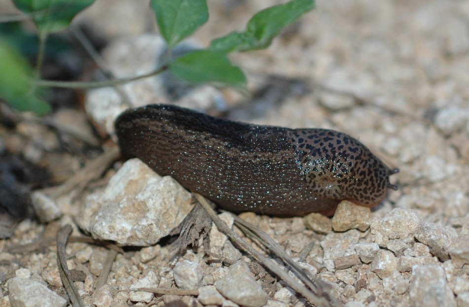 Limax dai Monte Berici (VI).   L. veronensis!