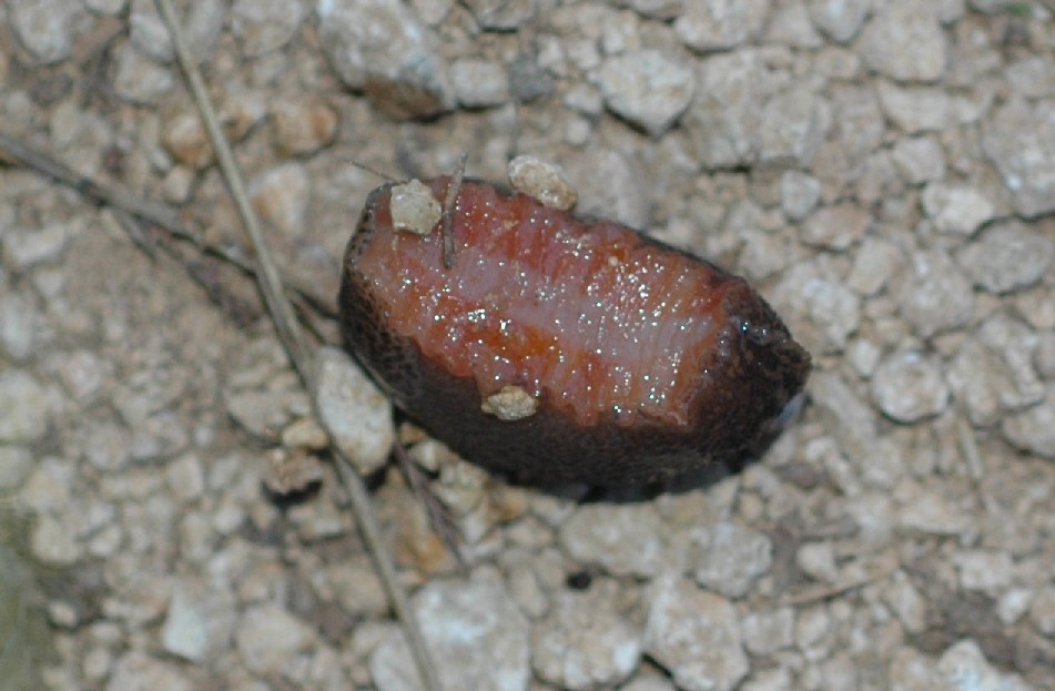 Limax dai Monte Berici (VI).   L. veronensis!