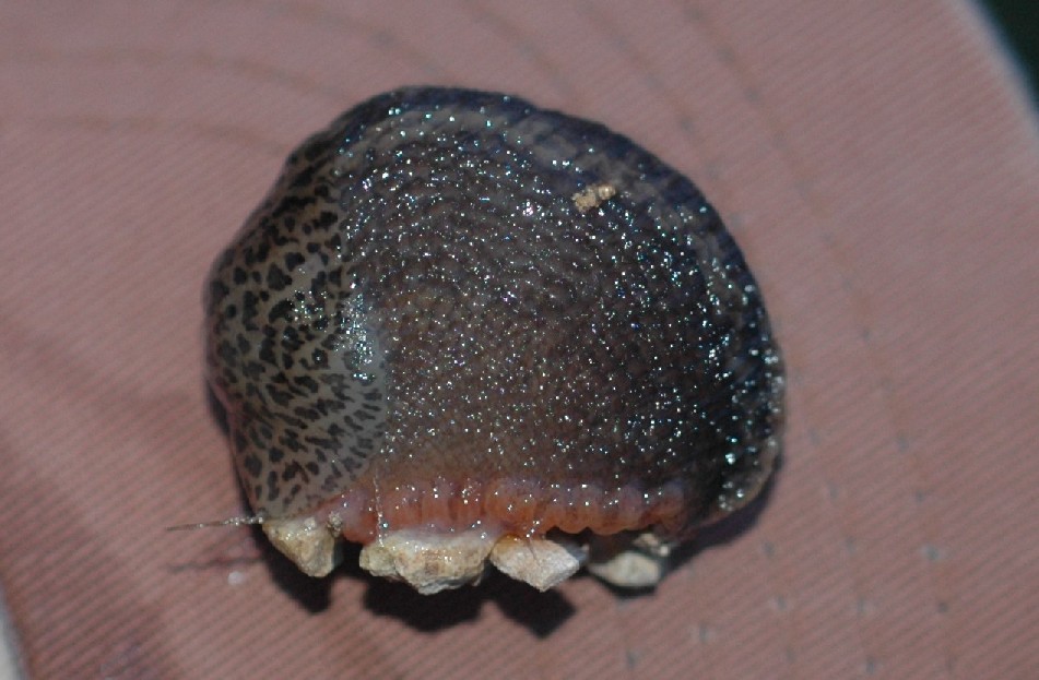 Limax dai Monte Berici (VI).   L. veronensis!