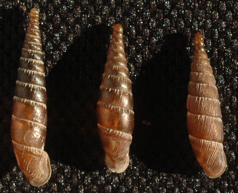 Charpentieria clavata clavata e lorinae