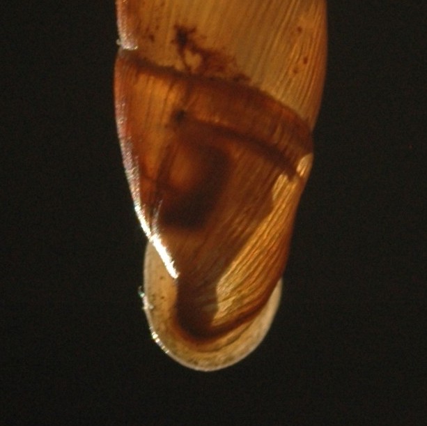 Charpentieria itala allatollae