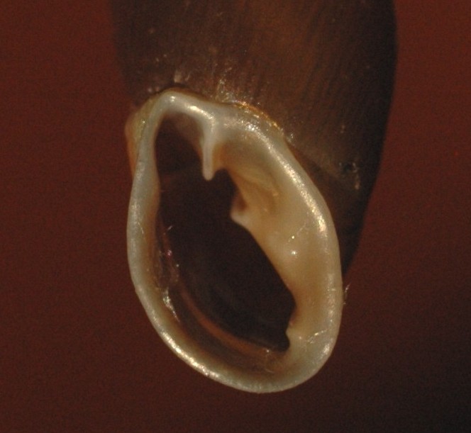 Charpentieria itala allatollae