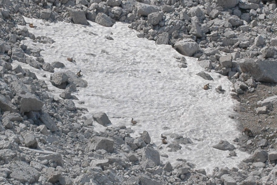 Camosci in cerca di refrigerio
