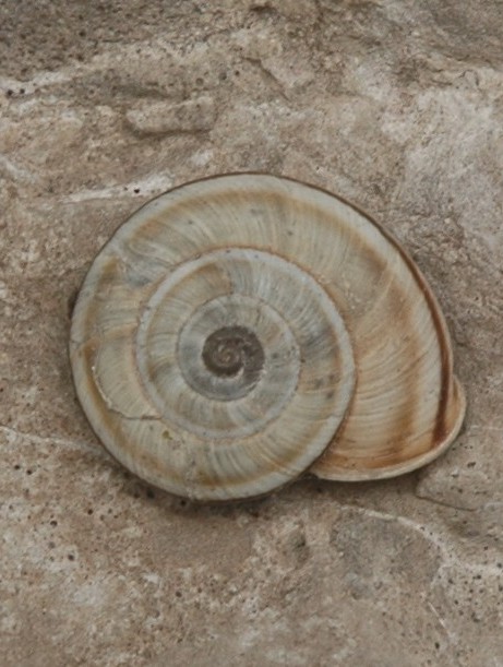 Chilostoma cingulatum preslii