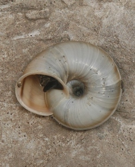 Chilostoma cingulatum preslii