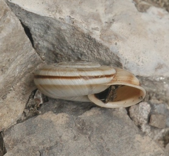 Chilostoma cingulatum preslii