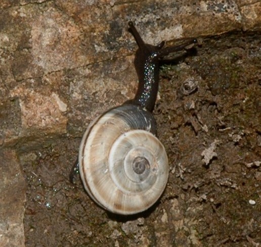 Chilostoma cingulatum asperulum (Ehrmann, 1910)