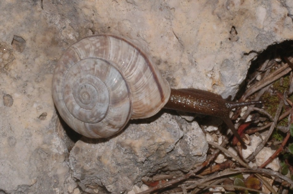 Chilostoma Cingulatum Insubricum?