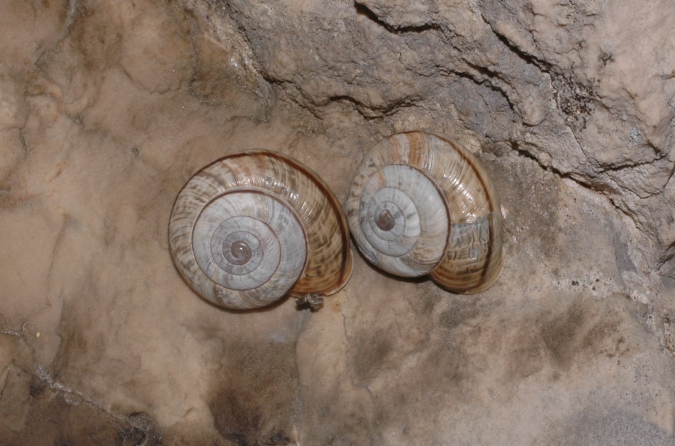 Chilostoma Cingulatum Insubricum?