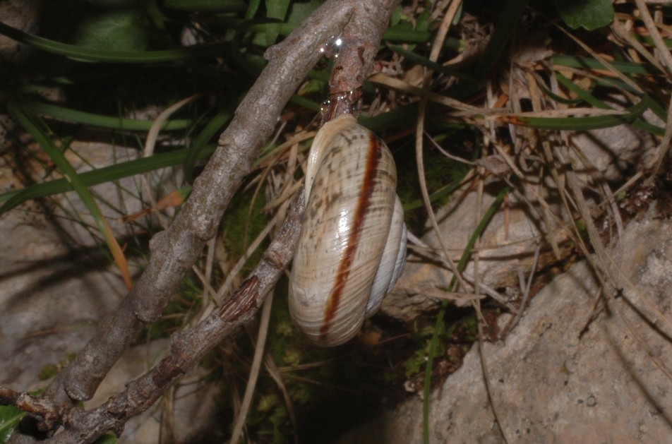 Chilostoma Cingulatum Insubricum?