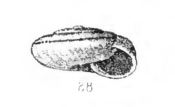 Chilostoma cingulatum insubricum (?)