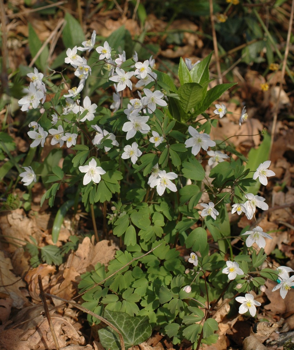 Isopyrum thalictroides / Isopiro comune