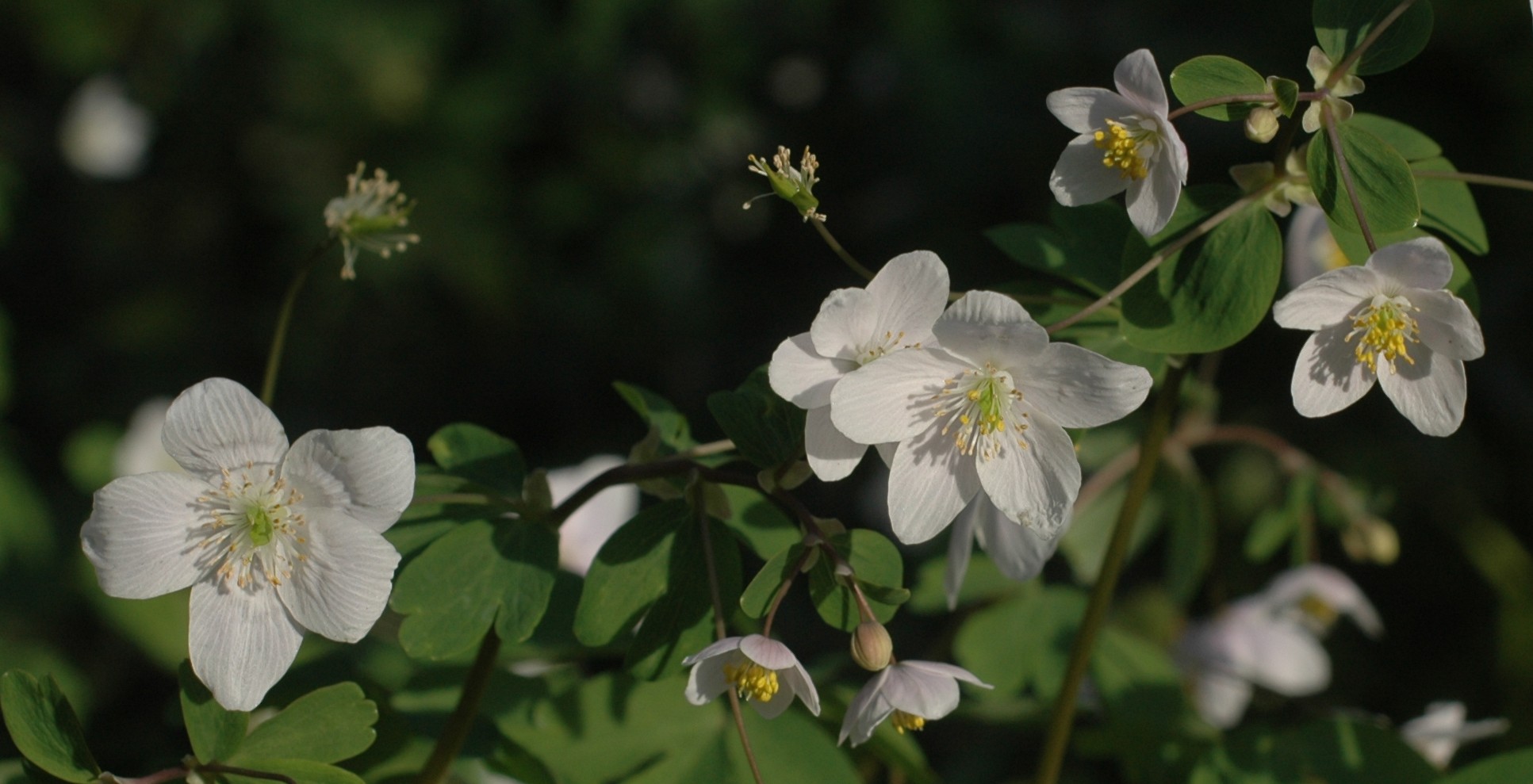 Isopyrum thalictroides / Isopiro comune