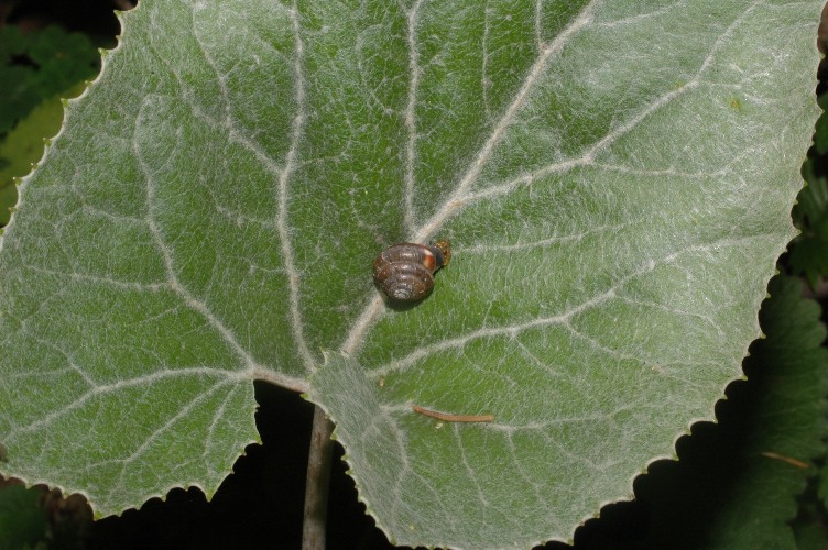 Petasina su Petasites (P. leucozona heteromorpha?)