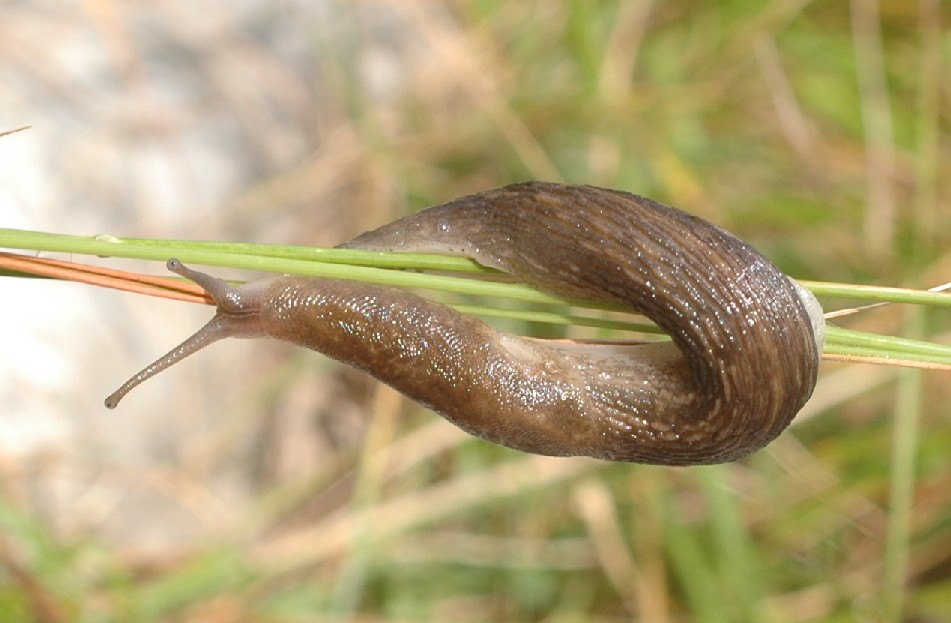 Limax montanus (?) dal M.Baldo (VR)