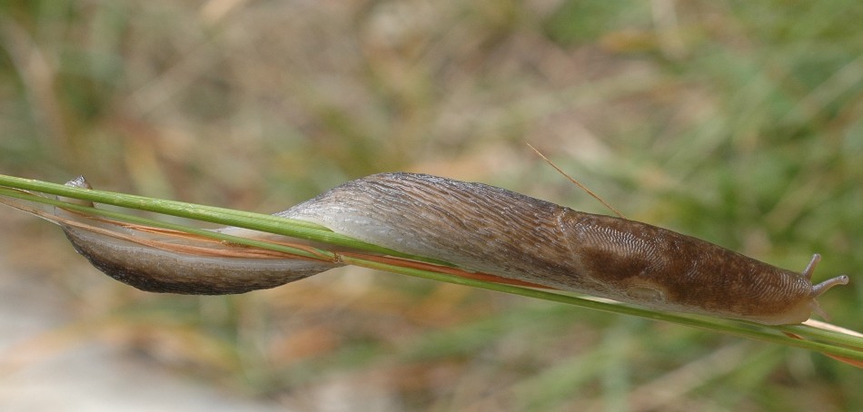 Limax montanus (?) dal M.Baldo (VR)