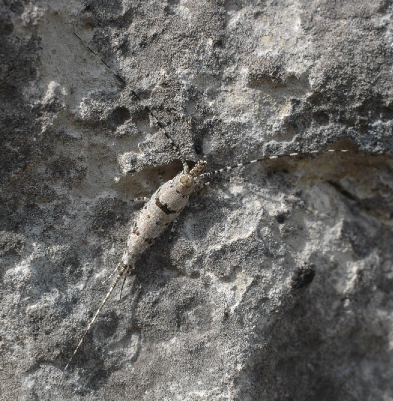 Machilidae Machilis sp.