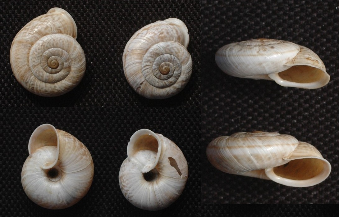 Chilostoma cingulatum medoacense (Adami 1885)