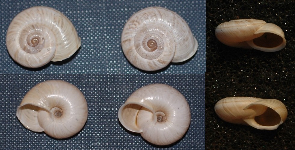 Chilostoma cingulatum medoacense (Adami 1885)