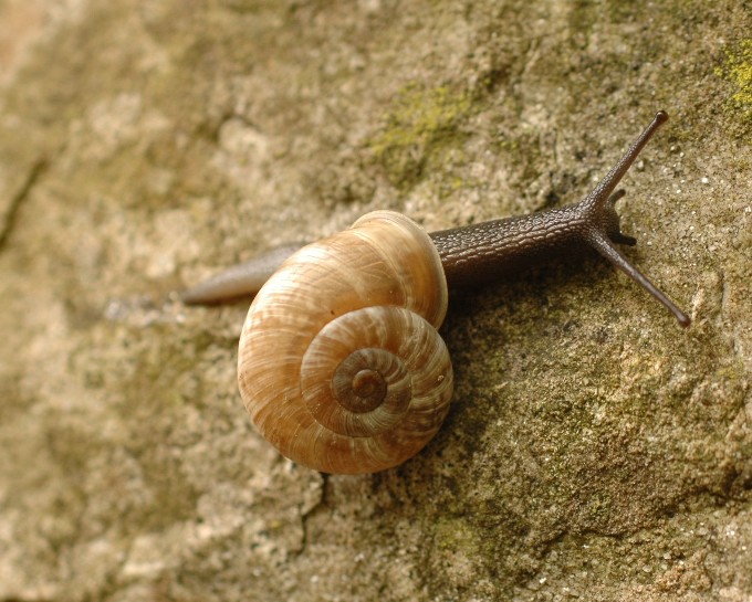 Chilostoma cingulatum medoacense (Adami 1885)