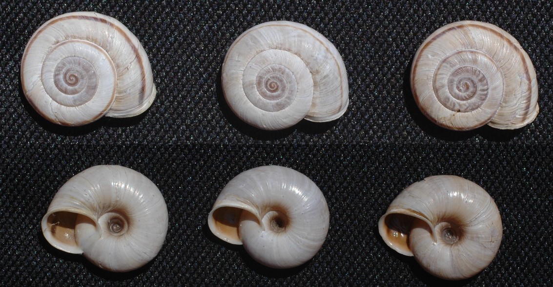 Chilostoma cingulatum nicolisianum