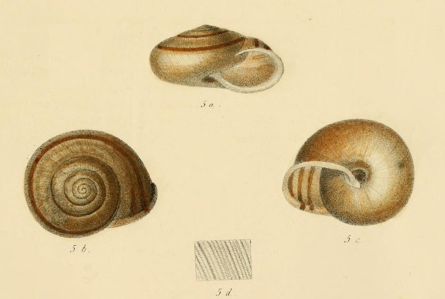 Chilostoma  padanum (Stabile, 1864)