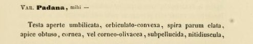 Chilostoma  padanum (Stabile, 1864)