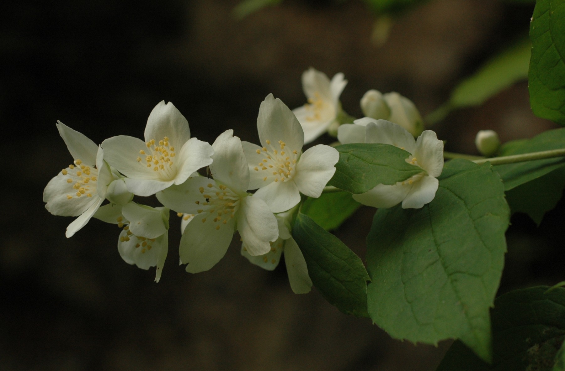 Philadelphus coronarius / Fior d'' angelo