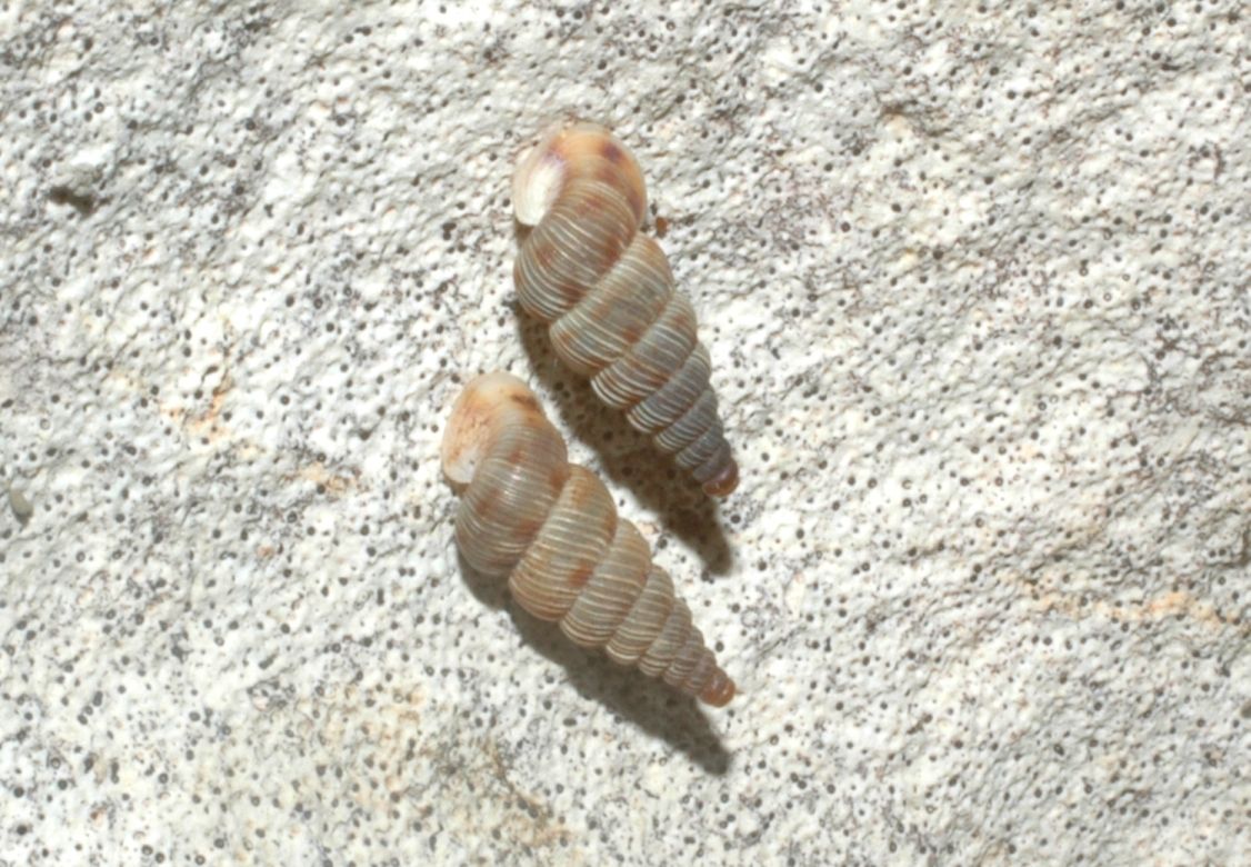 Cochlostoma philippianum. Cum pabulo?