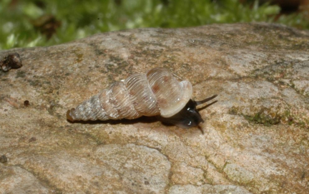 Cochlostoma philippianum. Cum pabulo?