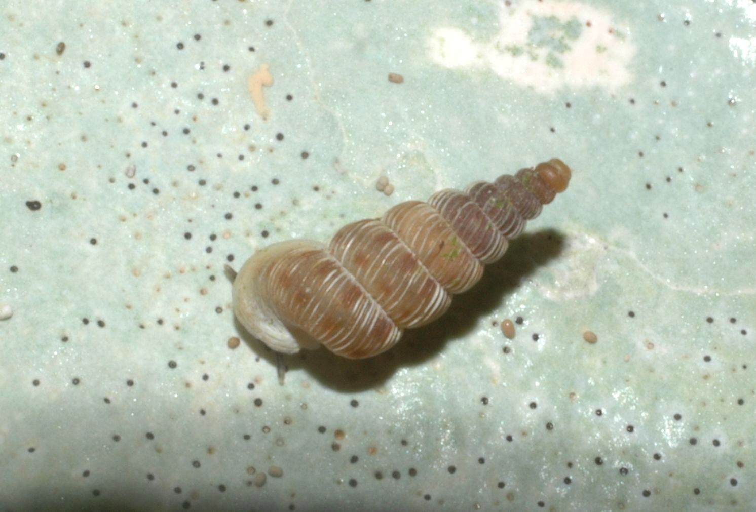 Cochlostoma philippianum. Cum pabulo?