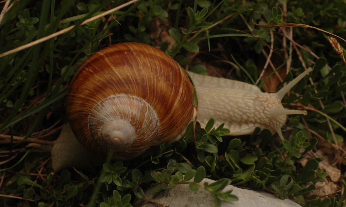 Helix pomatia Linnaeus 1758