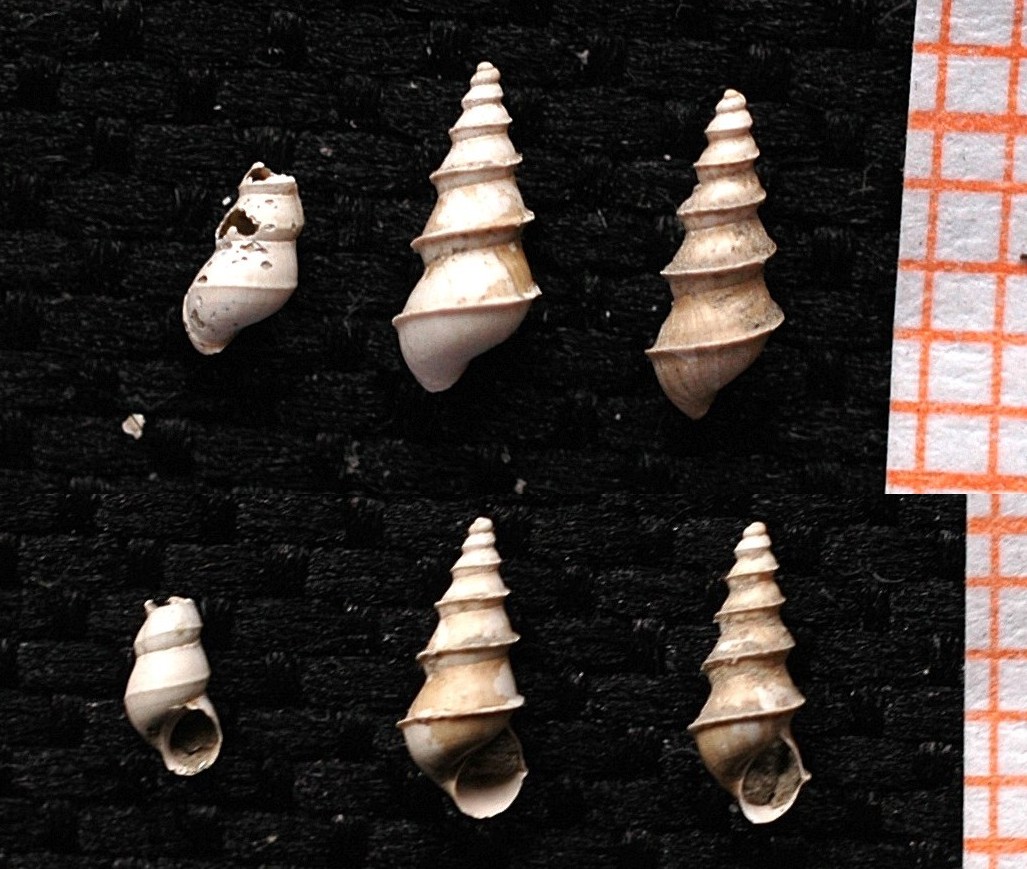 Interessante hydrobiide fossile