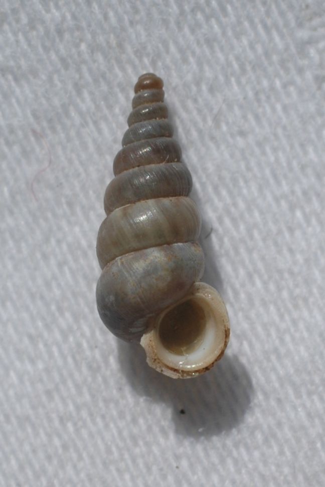 Cochlostoma philippianum liscio dai Lessini